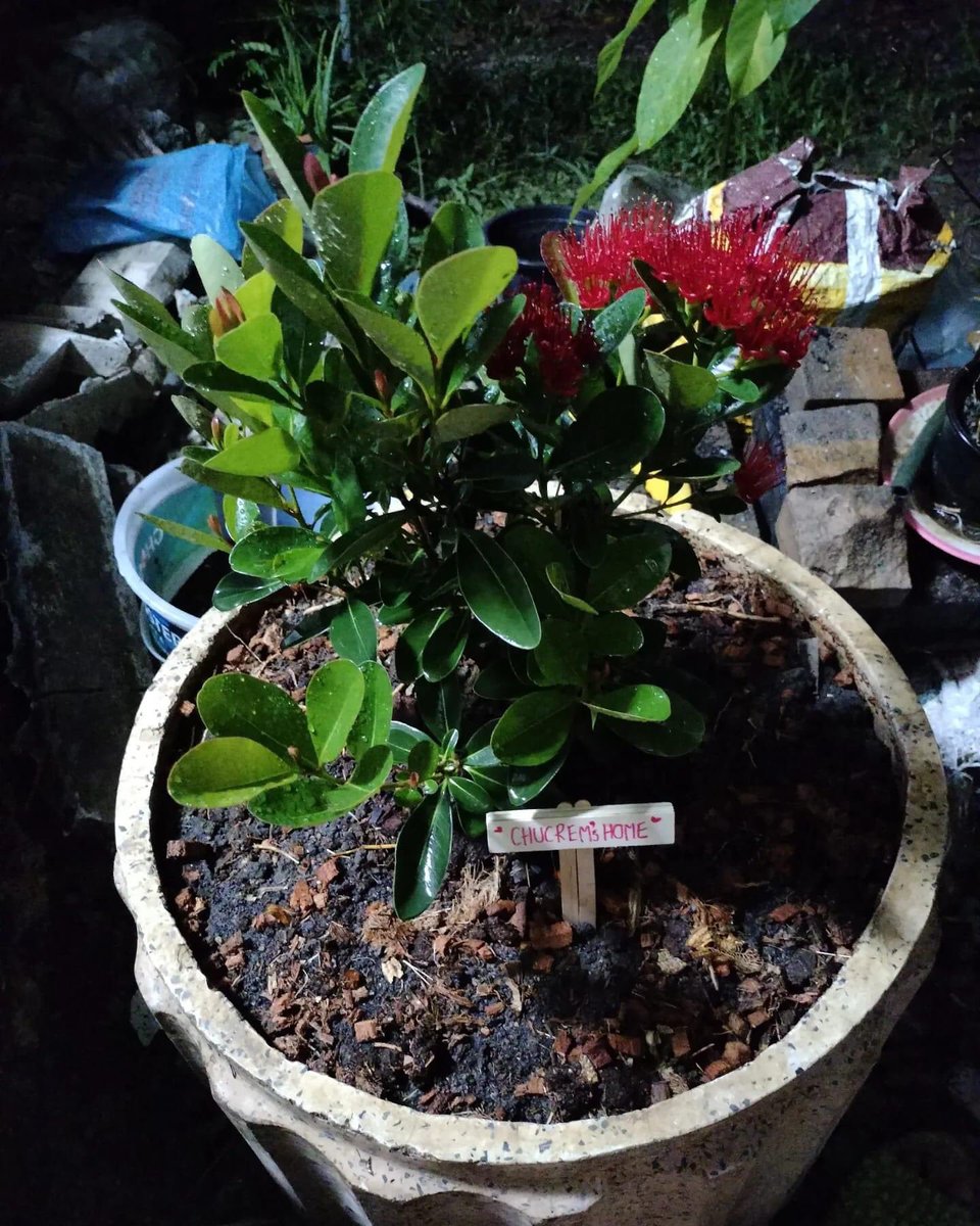 93Hamham's tweet photo. ' กลับสู่พื้นดิน สถิตใต้ต้นรักแรกพบ 
เฝ้ามองเธอเติบโตในอีกรูปแบบ ' 🌿🌷🪴

RIP Chucream 17/9/2022
รักเสมอและตลอดไป 🖤🤍

#แฮมสเตอร์ #Hamster https://t.co/2rH4v5g5pK