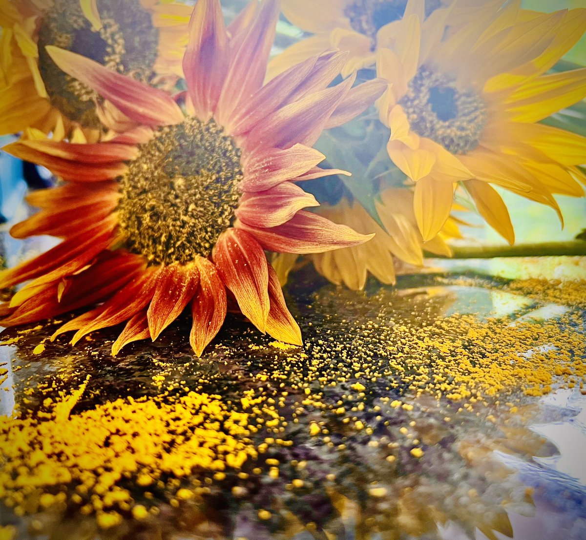 simmomarsh's tweet photo. As the last few days of summer roll by, the sun flowers are dropping their pollen, which almost looks like they are crying because Summer is ending. #marshphotographic #ottawavalleyphotographer #stillifephotography  #sunflowers #byebyesummer #natureisbeautiful  #welcomefall https://t.co/lf0WOf7p65