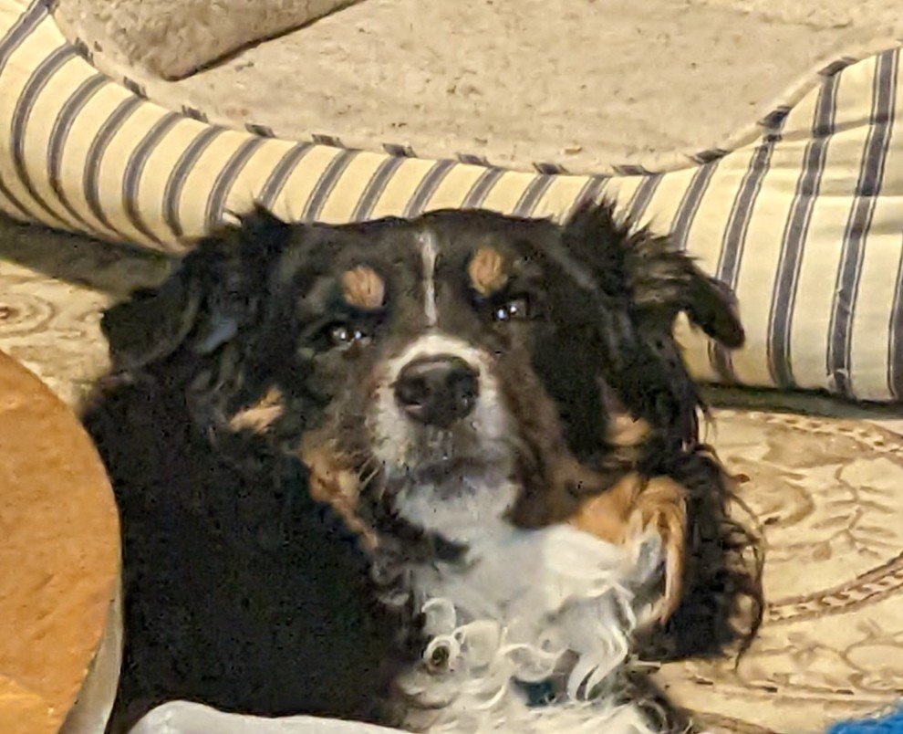AnarchoBaggins's tweet photo. @deadmeatjames "How many villagers will we see get turned into dog treats..."

My Sophie who was napping a few seconds ago: https://t.co/tRGFIV8yyg
