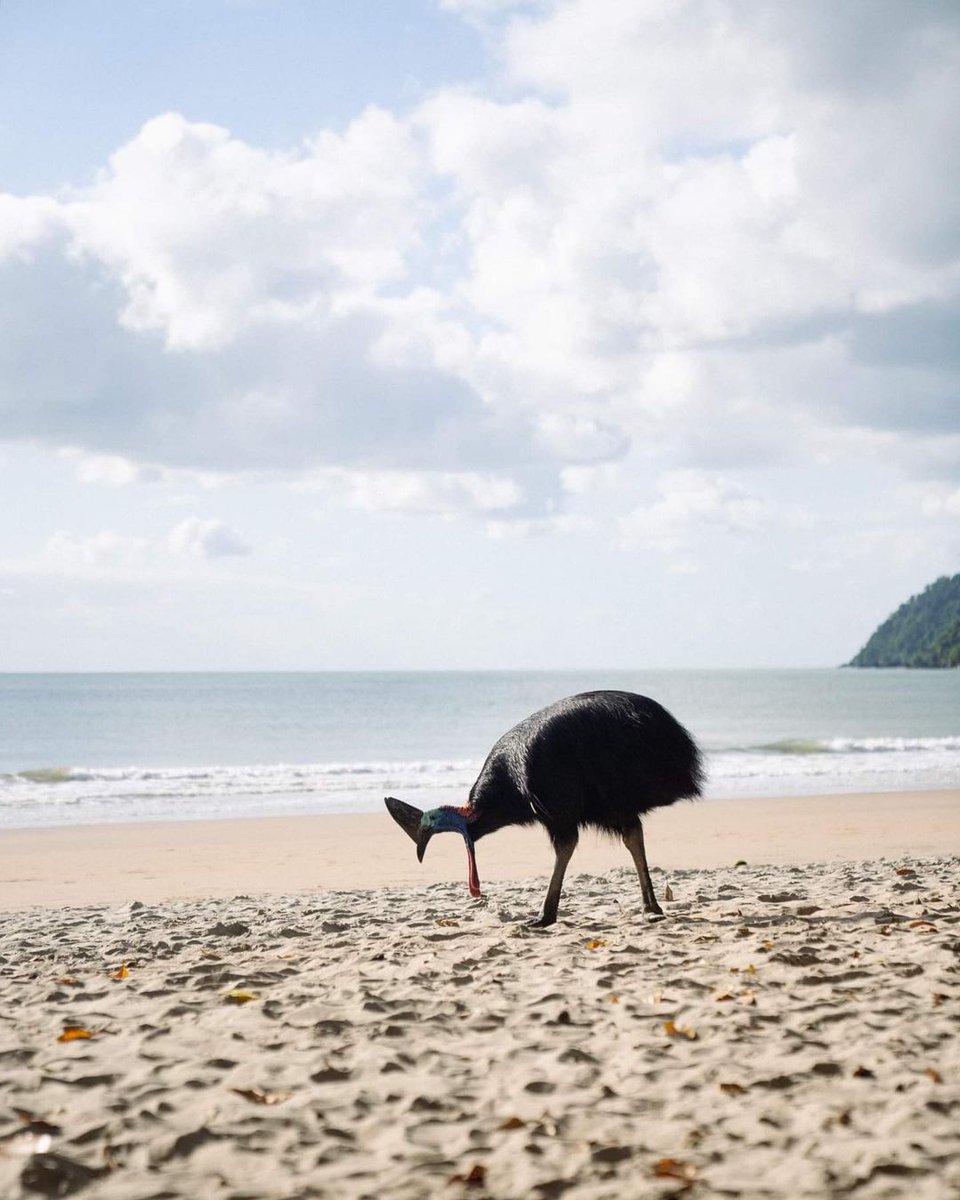CairnsGBR's tweet photo. Prehistoric party on the beach at #EttyBay for World Cassowary Day! ๐ดโ๏ธ
๐ธ IG/roamingtheblue_ #exploreTNQ #explorecairnsGBR https://t.co/1bnoguvXiR