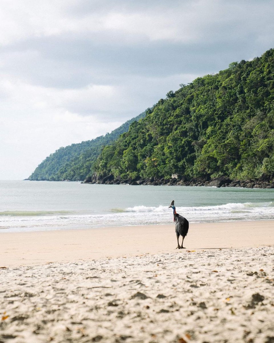 CairnsGBR's tweet photo. Prehistoric party on the beach at #EttyBay for World Cassowary Day! ๐ดโ๏ธ
๐ธ IG/roamingtheblue_ #exploreTNQ #explorecairnsGBR https://t.co/1bnoguvXiR