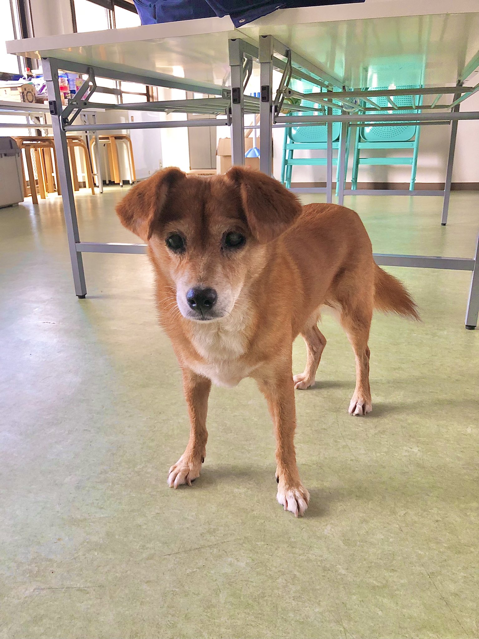 志村どうぶつ園 Recherche Twitter Twitter