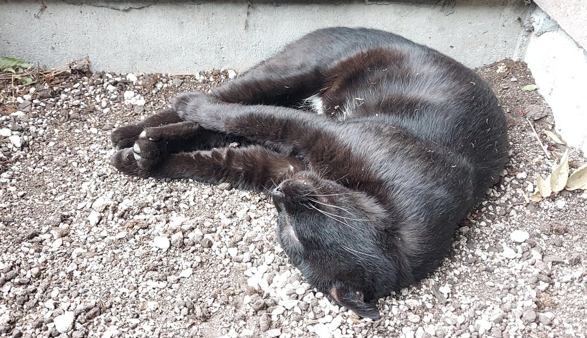 「まだ寝ている。起きた。……また寝た。猫は暇で良いな。(それを3時間以上見ているお」|浅利与一義遠のイラスト