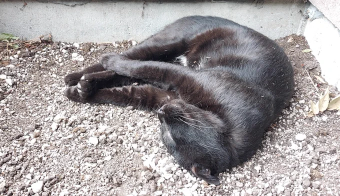 まだ寝ている。起きた。……また寝た。猫は暇で良いな。(それを3時間以上見ているお前は) 