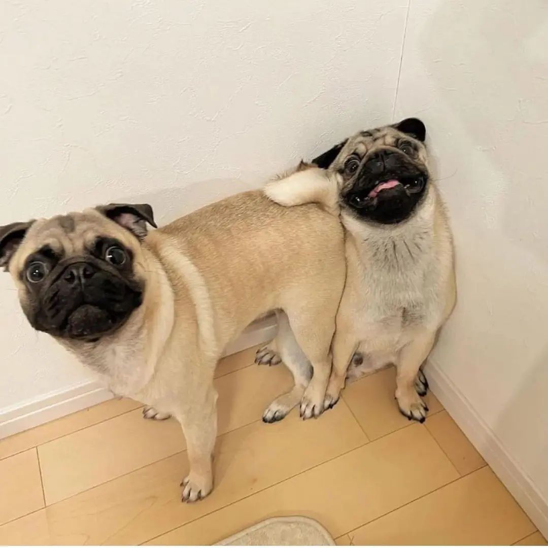 pugdog_'s tweet photo. Your frends...๐คฉ๐คฉ
#pug #pugdog #puglie #puglove https://t.co/vm60MEIsDP
