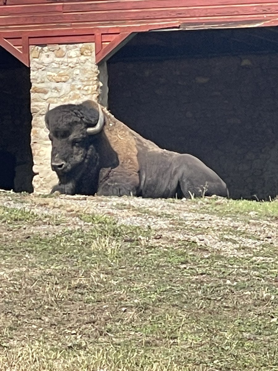 baseline_bc's tweet photo. I can only conclude that our good friend Mr. Bison enjoys music. He was in his shelter when I started practicing and sitting outside when I finished. 
#PracticeMakesBetter https://t.co/3JskbzdoPp
