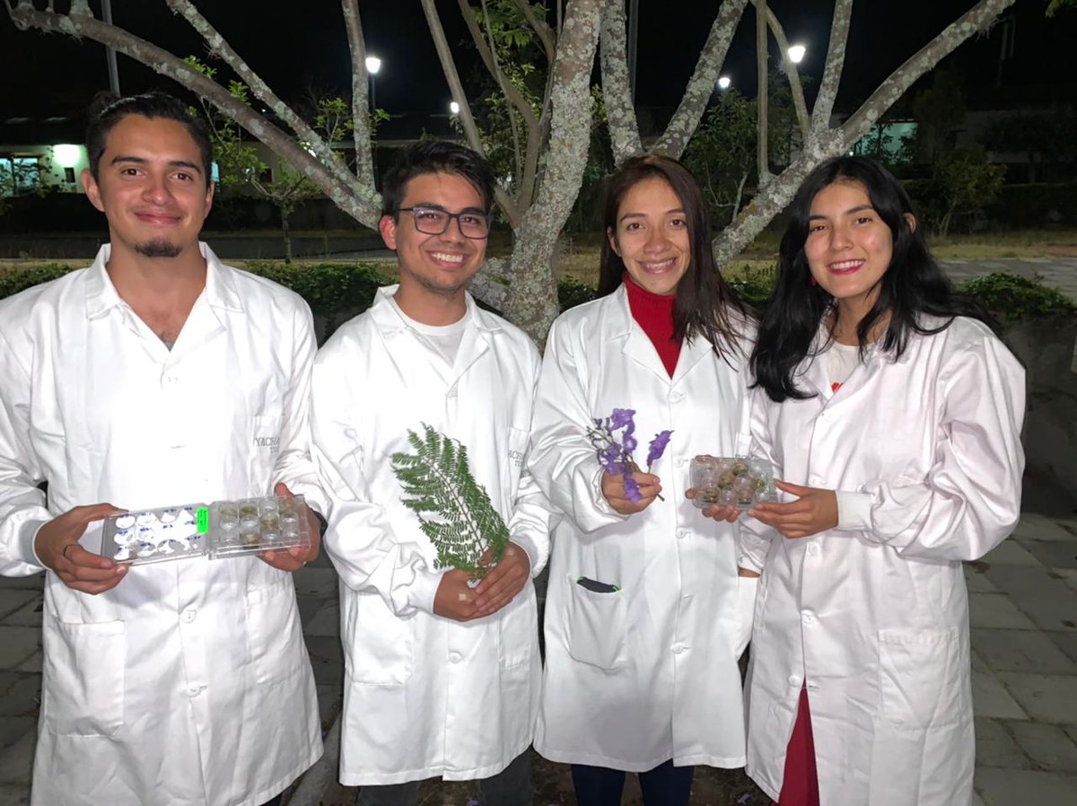 raulitodavalos's tweet photo. Biomaterials Class final project: These amazing guys have synthetized a polymeric biocompatible hydrogel loaded with antibacterial Jacaranda Flower extract. They were bioinspired on the biodiversity of @UniYachayTech Campus 🌱 @biologia_yt  #biomaterials  #biomedicalengineering https://t.co/kJS7SJ1uBv