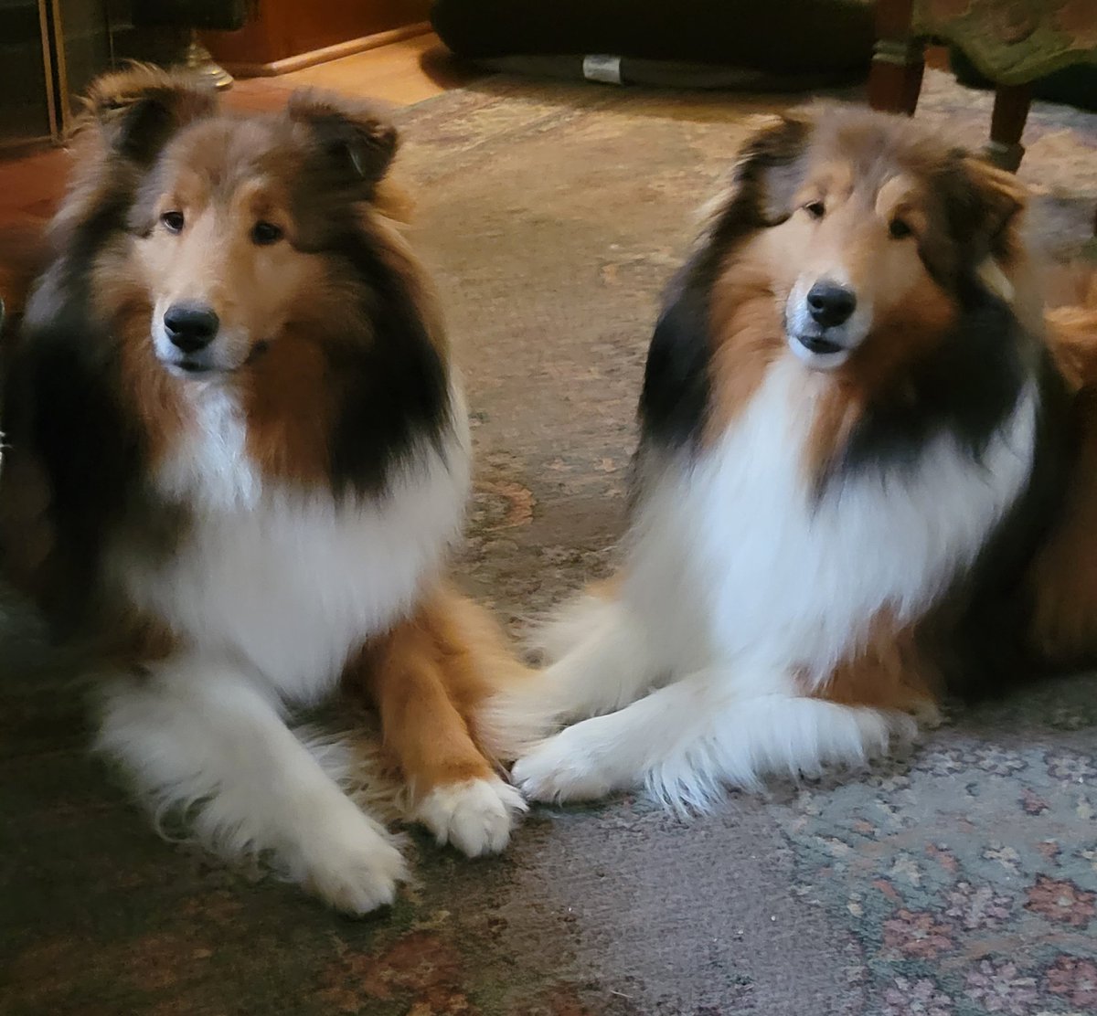 Mom looked down and saw us so she snapped a pic and said we were handsome. We we just hoping for snacks.