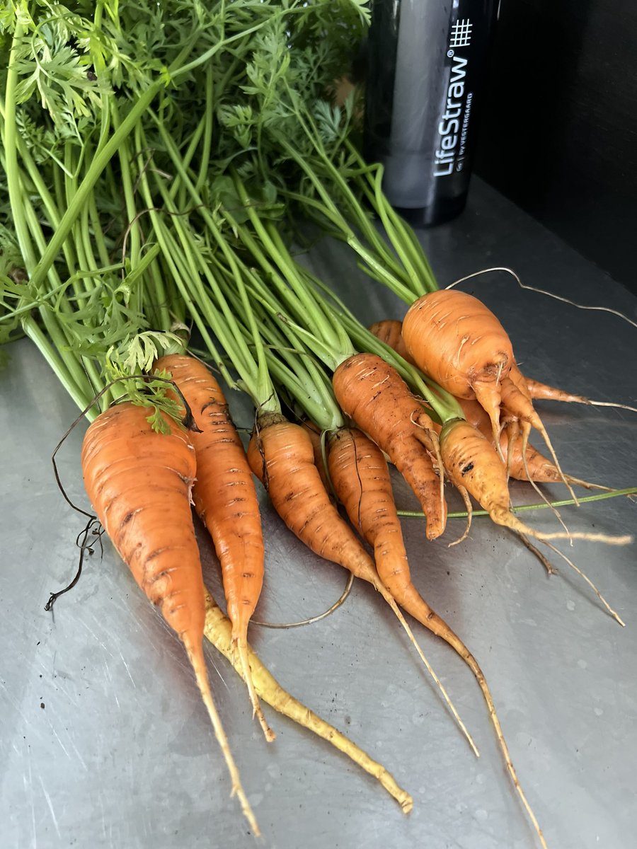 Carrots from the garden, they look like little monsters