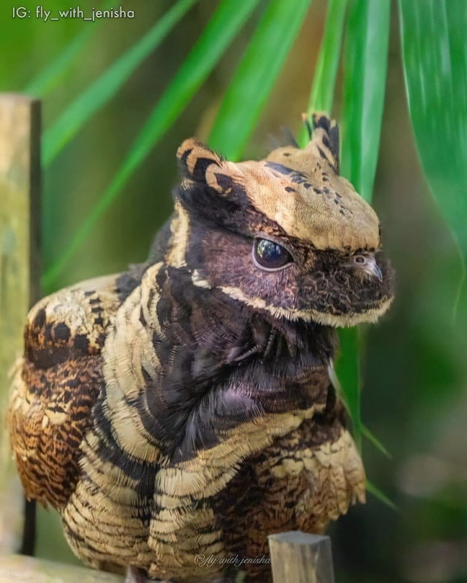 FabulousWeird's tweet photo. The great eared nightjar is pretty much a dragon bird. https://t.co/8LmgXksyYS