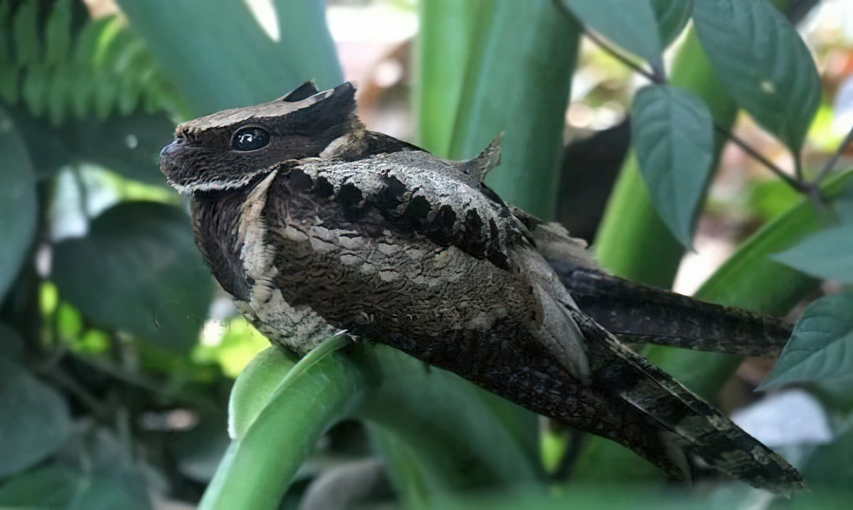 FabulousWeird's tweet photo. The great eared nightjar is pretty much a dragon bird. https://t.co/8LmgXksyYS