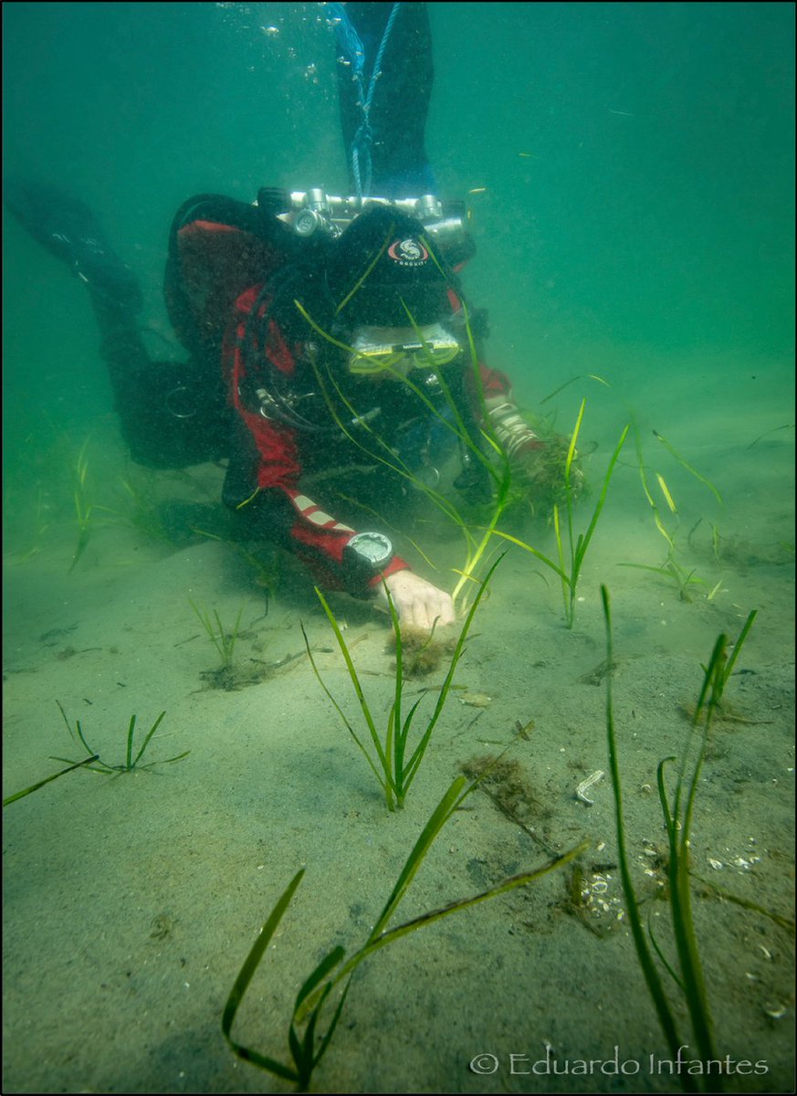 Successful sand-capping and #eelgrass restoration in NW #Sweden. Last spring we placed 8000 ton of sand on 1 ha seafloor to reduce sediment resuspension, and planted 80 000 shoots of eelgrass. Surveys last weeks showed great survival and growth with almost 900 000 shoots!