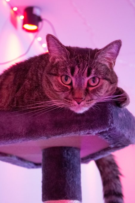 Javabean. https://t.co/pPr6E51D6i<a href="/tag/caturday"class="tags"><span>#caturday</span></a>