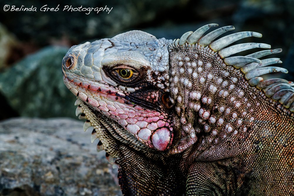 BelindaGreb's tweet image. Awesome reptiles! Beautiful Iguana in St. Thomas! belinda-greb.pixels.com/featured/portr…   Belinda Greb Photography
#photography