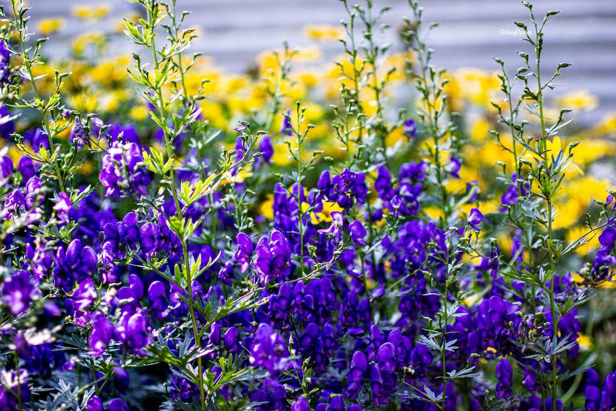 thesunndragon_x's tweet photo. Missing all the beautiful colours the summer brought us in the form of flowers &amp; sunshine. I am excited to share the rest of my summer cottage images! 

#whiteshellprovincialpark #flowerphotography #manitoba #savethebees https://t.co/SjaTj2jSSK
