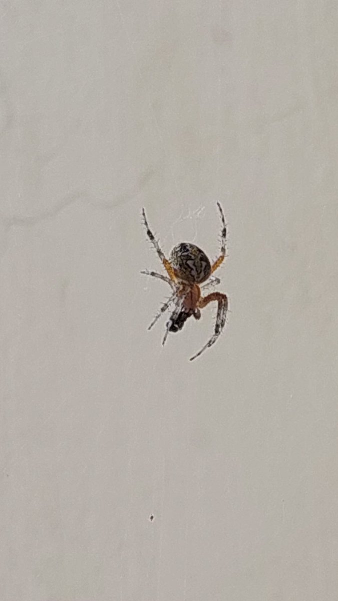 misemc71's tweet photo. @Arachno_Cosas aca en el rancho estas cosas 🤨 https://t.co/nFUTDmznmc