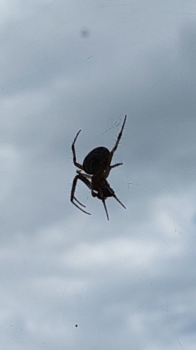 misemc71's tweet photo. @Arachno_Cosas aca en el rancho estas cosas 🤨 https://t.co/nFUTDmznmc