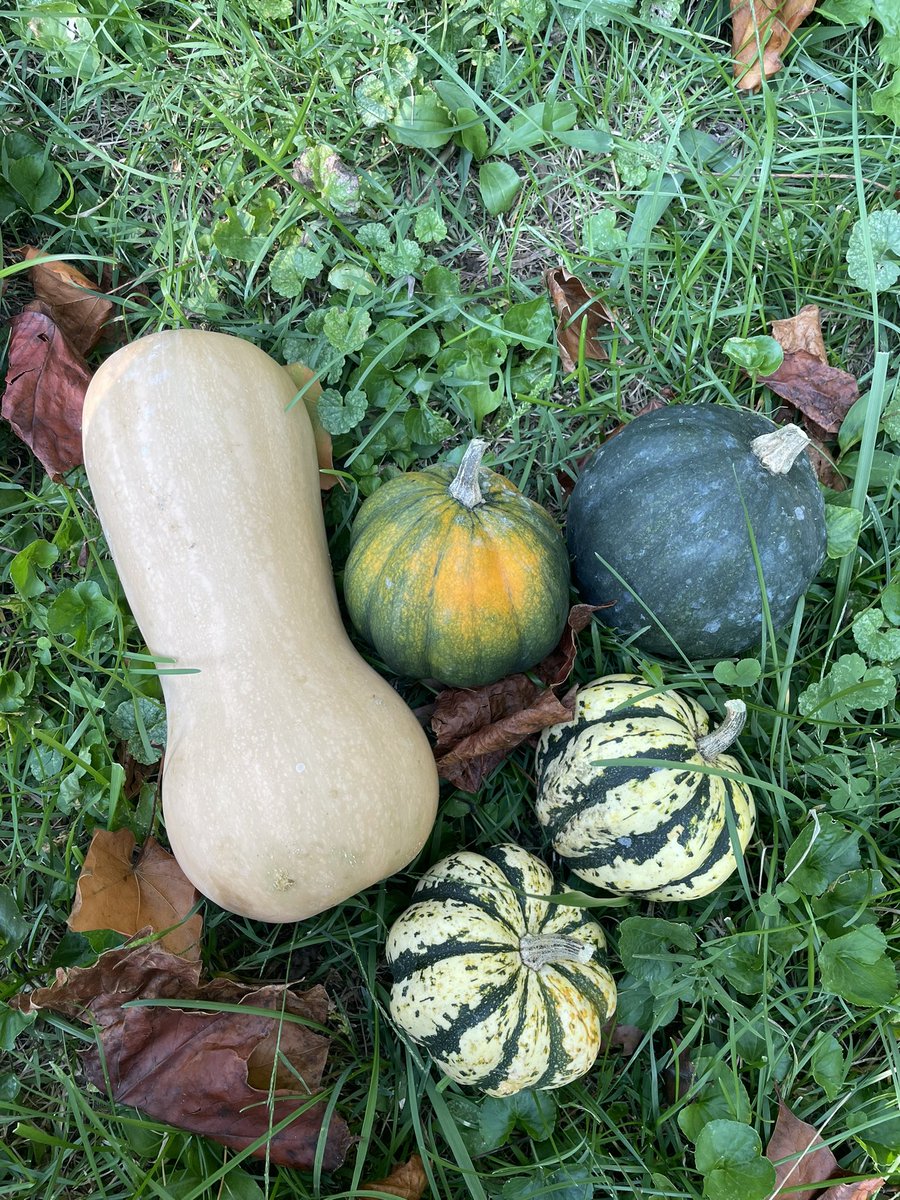 Mackenzie Caple tweet media