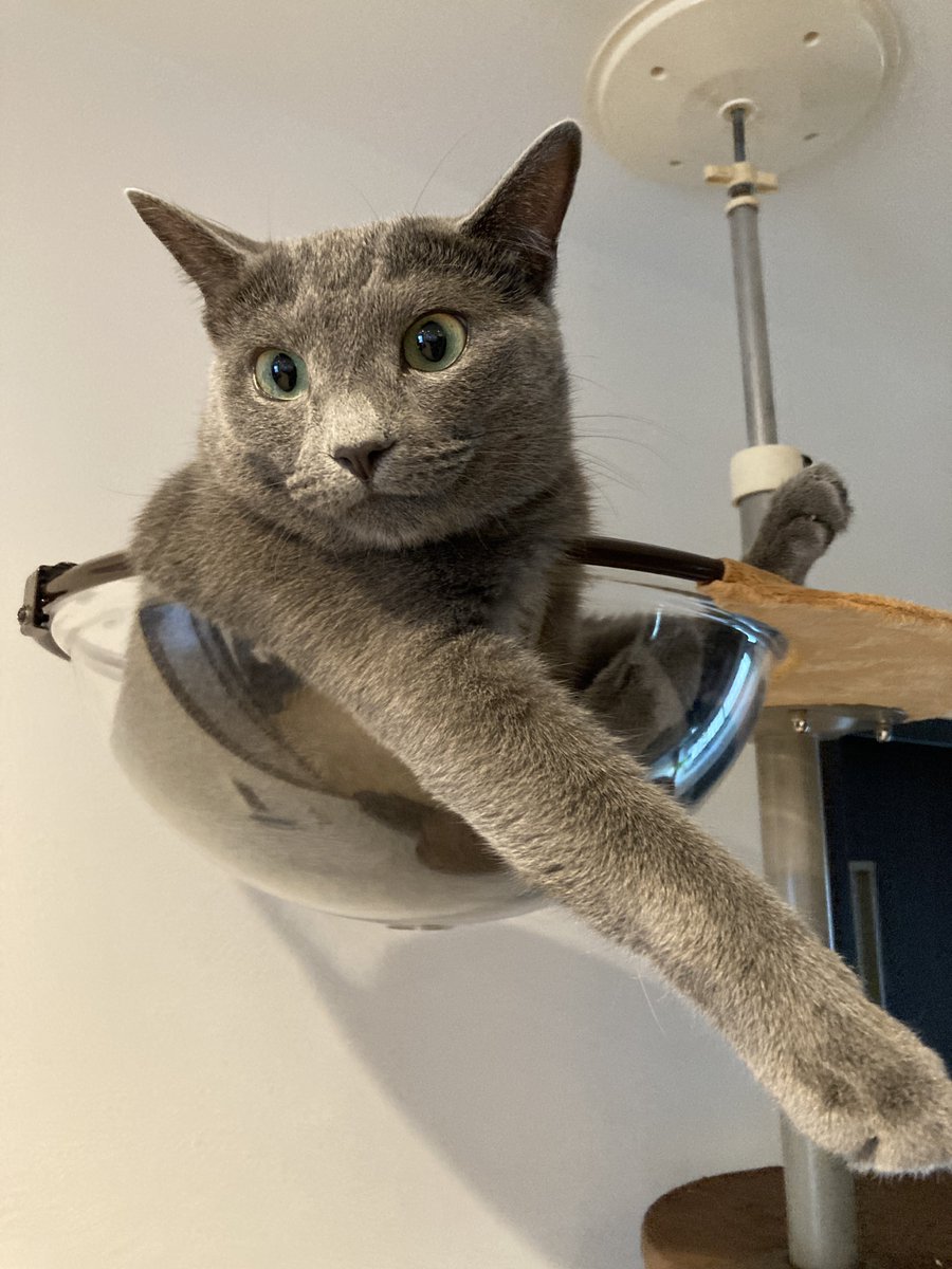 tawamurecat's tweet photo. パーンチ！（おはようございます🌞） https://t.co/TMz2QvkrKf