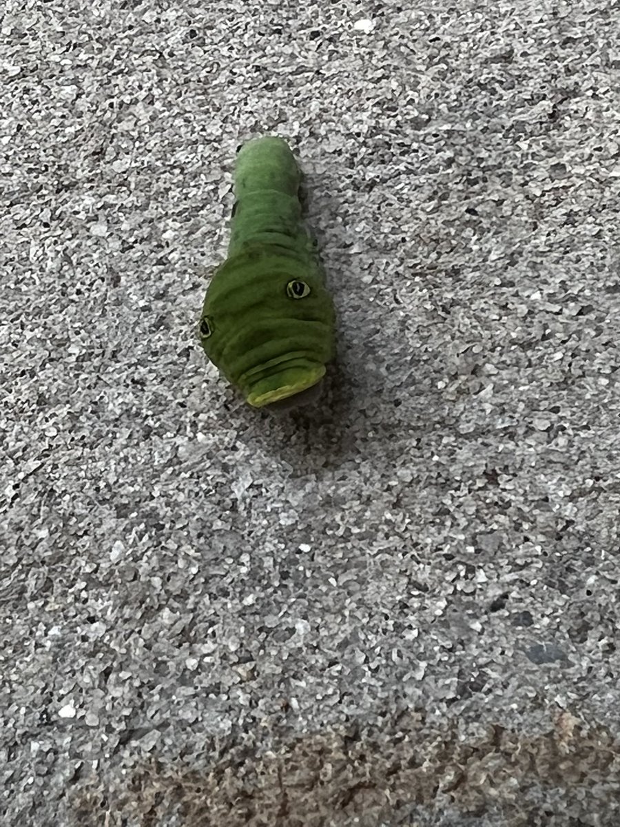 BeachSurfTan's tweet photo. Anyone know what the heck this is?#bug #greenbug https://t.co/PqYvUQAdJP