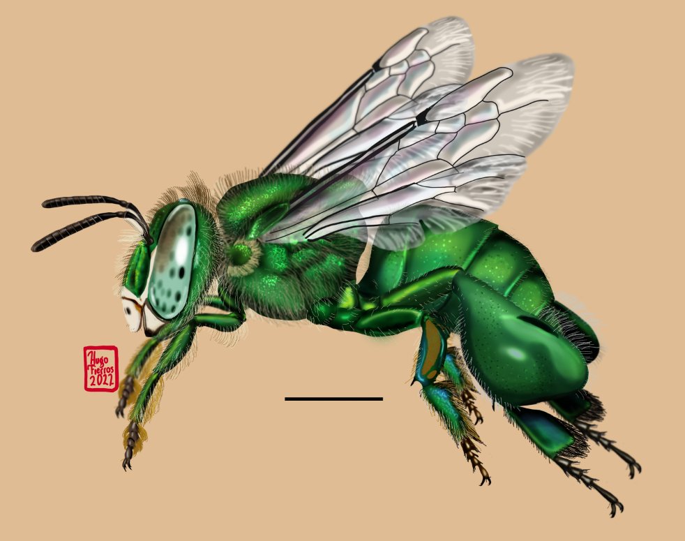 Abeja de las orquídeas (Euglossa viridissima)