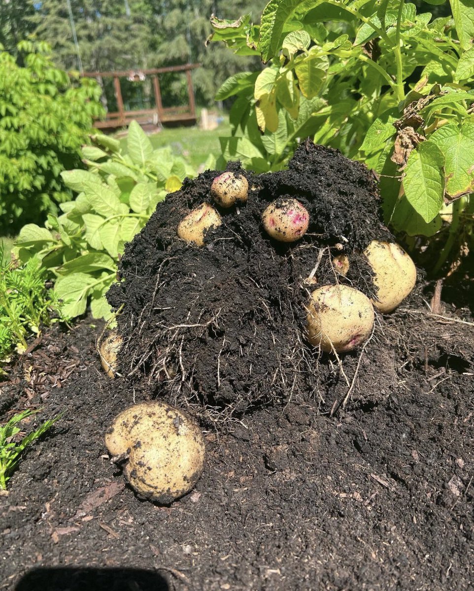 Msbohemia_'s tweet photo. It’s very humorous to me that people like myself who eat clean, grow our own organic food, raise chickens etc..are considered extremists. I personally find it much more extreme to put chemicals into our bodies you can’t even pronounce the names of 🤷🏻♀️
#backwardsworld #growyourown https://t.co/dZkpXpI51M