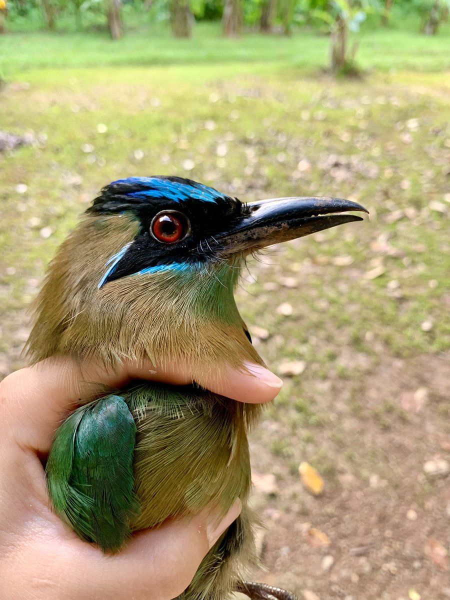 Finola_Fogarty's tweet photo. Our @TRBO_belize bird banding internship is well underway! This week, we discussed molt strategies of migrant and resident birds.

In the field, we were lucky to catch this Lesson’s Motmot just before it bounced out of the net (for the second time!). https://t.co/dVMLHyziJB
