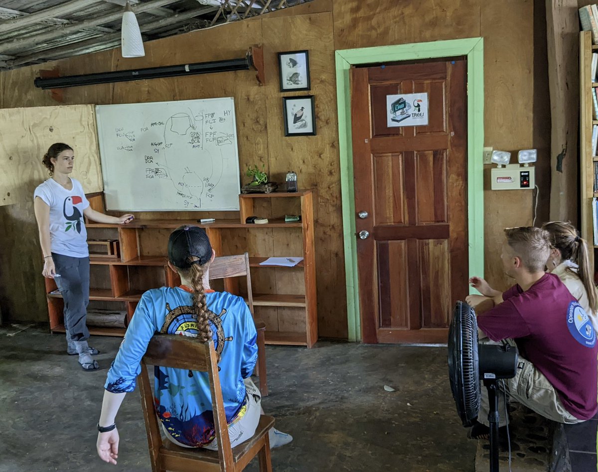 Finola_Fogarty's tweet photo. Our @TRBO_belize bird banding internship is well underway! This week, we discussed molt strategies of migrant and resident birds.

In the field, we were lucky to catch this Lesson’s Motmot just before it bounced out of the net (for the second time!). https://t.co/dVMLHyziJB