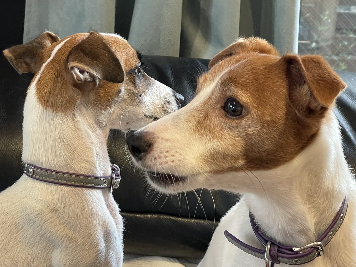 2Dogs58460610's tweet photo. おはようございます。台風、各々担当方向を警戒中。
#JRT 
#ジャックラッセルテリア 
#いぬのいる暮らし 
#犬のいる暮らし https://t.co/e8Bfi5d6Om