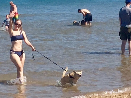 A Pawfect Day at Montrose Dog Beach <a href="/MonDogBeach/">Montrose Dog Beach</a> with <a href="/YesImJFK/">Jimmy K</a> and Sady