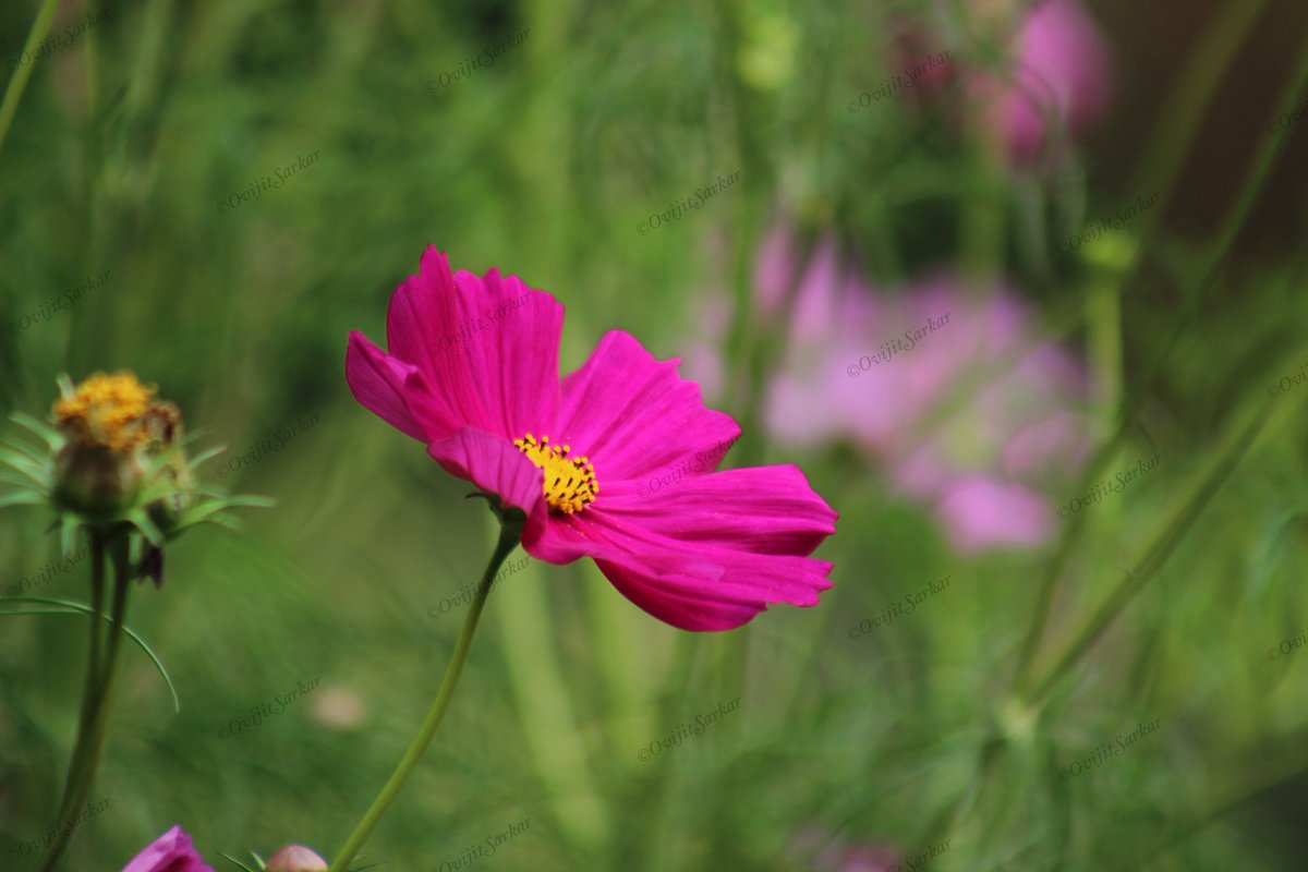 OvijitSarkar01's tweet photo. #cosmosflower #cosmos #flowers #flower #nature #cosmosflowers #flowerstagram #flowerphotography #photography #macro #cosmosorganic #cosmoschool #cosmostudent #cosmosofart #cosmosrj #cosmostar #cosmosparadise #cosmoscertified #cosmostraveler #cosmosarson #cosmoscaudatus #cosmosi https://t.co/E10f69pkWZ