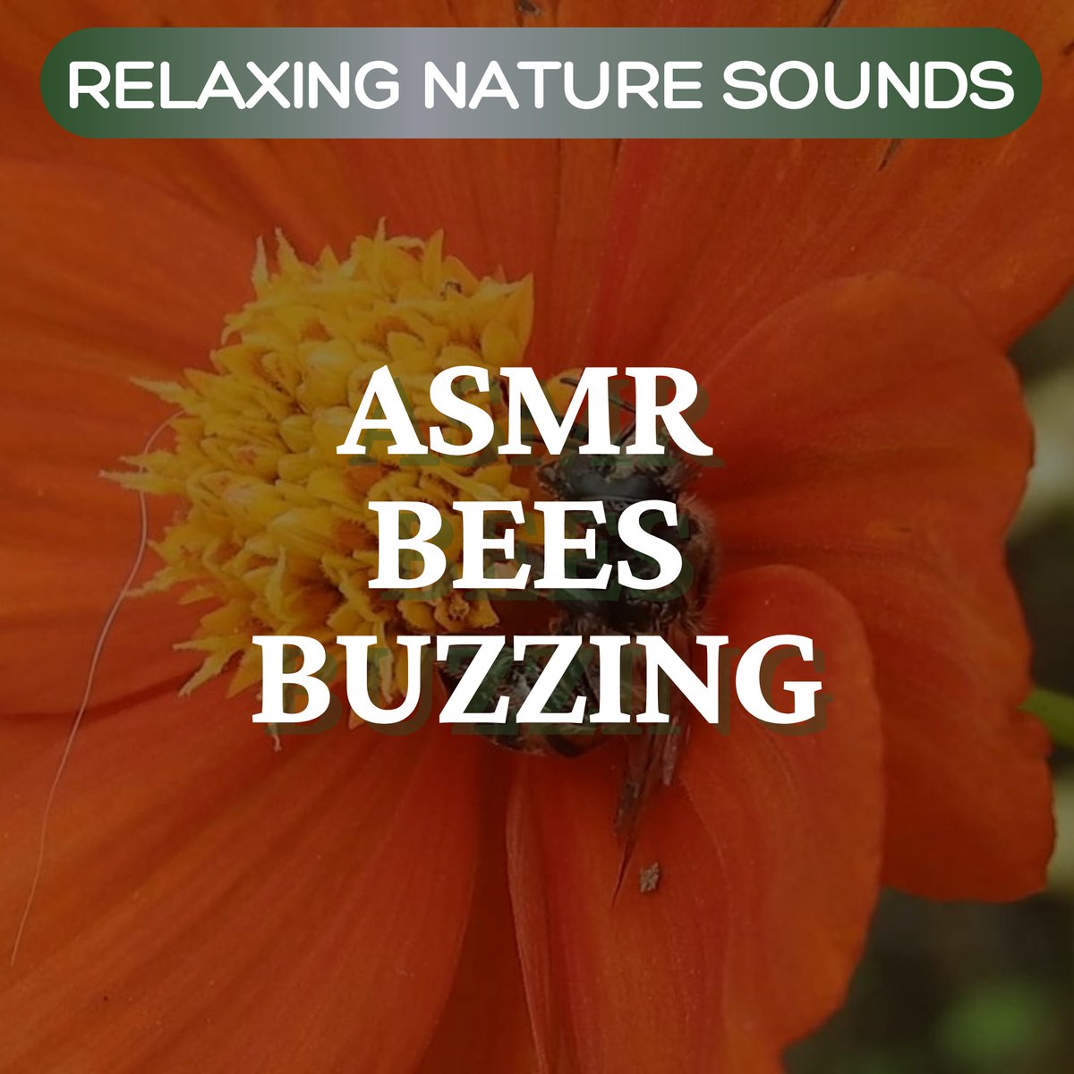 InnerPeaceThpy's tweet image. RELAXING Nature Sounds - Bees Buzzing 💗

youtu.be/SWgwX-aAhS8 

#innerpeacesoundtherapy #innerpeacesoundthpy #innerpeacethpy #nature #health #peace #harmony #relaxation #meditation #soundtherapy #musictherapy #bees #ambiance #insomnia #tinnitus #weekendvibes