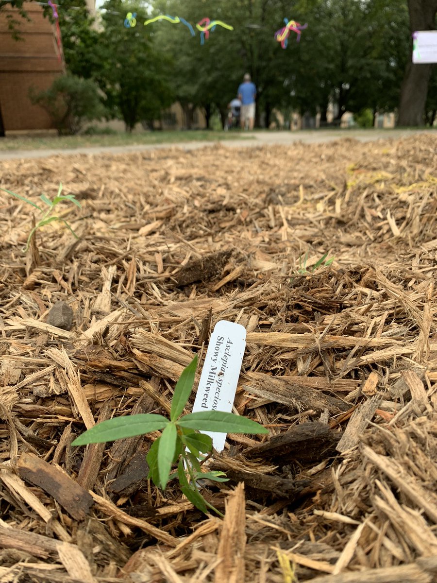 GrowGreenHearts's tweet photo. Youth led with justice, joy & prairie plants today! 💚After land acknowledgment 17 youth from 5 churches added 256 #nativeplants to create a brand new #pocketprairie at @LutherSeminary @LutherFaithLead @ELCAyouth @SaintPaulELCA #PlantPrairie #GGHYouthLead #GrowingGreenHearts💚 https://t.co/t73awnPe7W