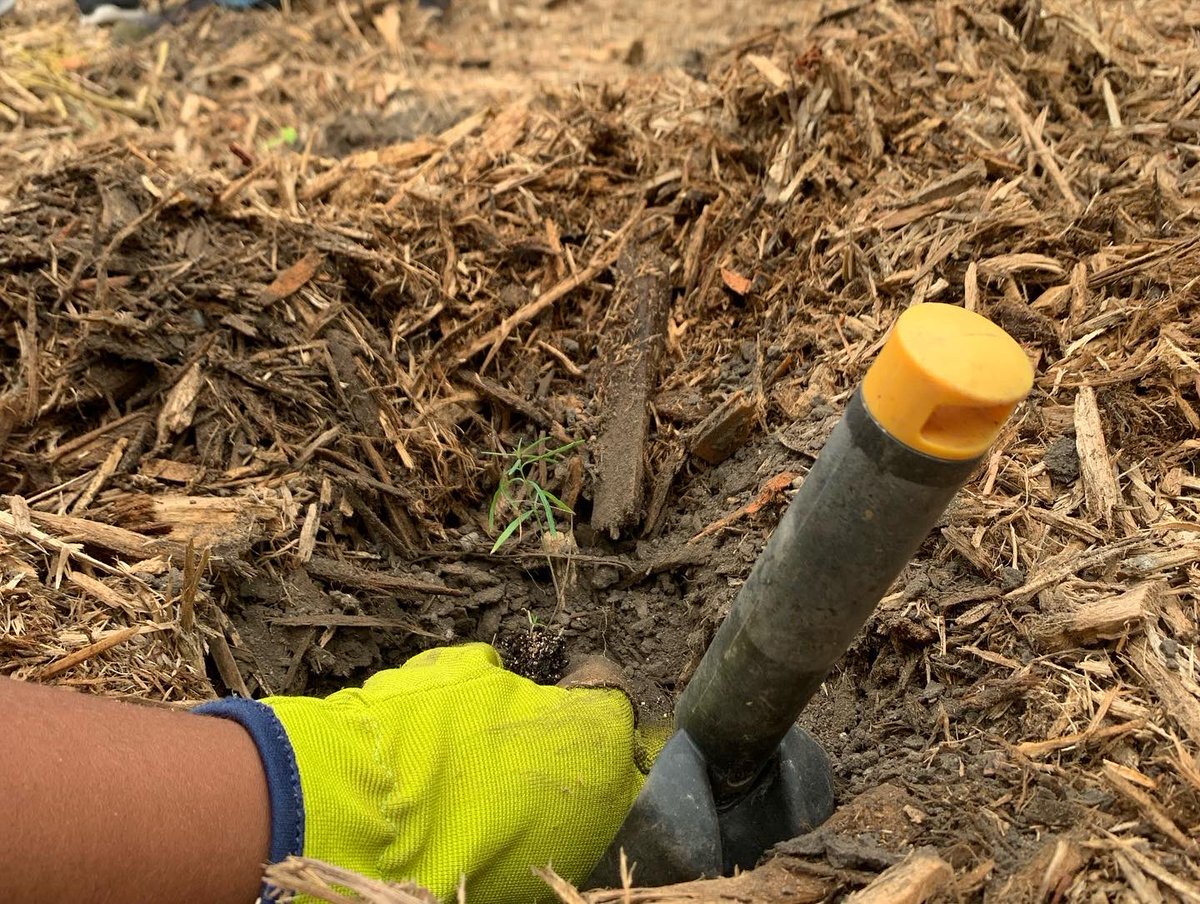 GrowGreenHearts's tweet photo. Youth led with justice, joy & prairie plants today! 💚After land acknowledgment 17 youth from 5 churches added 256 #nativeplants to create a brand new #pocketprairie at @LutherSeminary @LutherFaithLead @ELCAyouth @SaintPaulELCA #PlantPrairie #GGHYouthLead #GrowingGreenHearts💚 https://t.co/t73awnPe7W