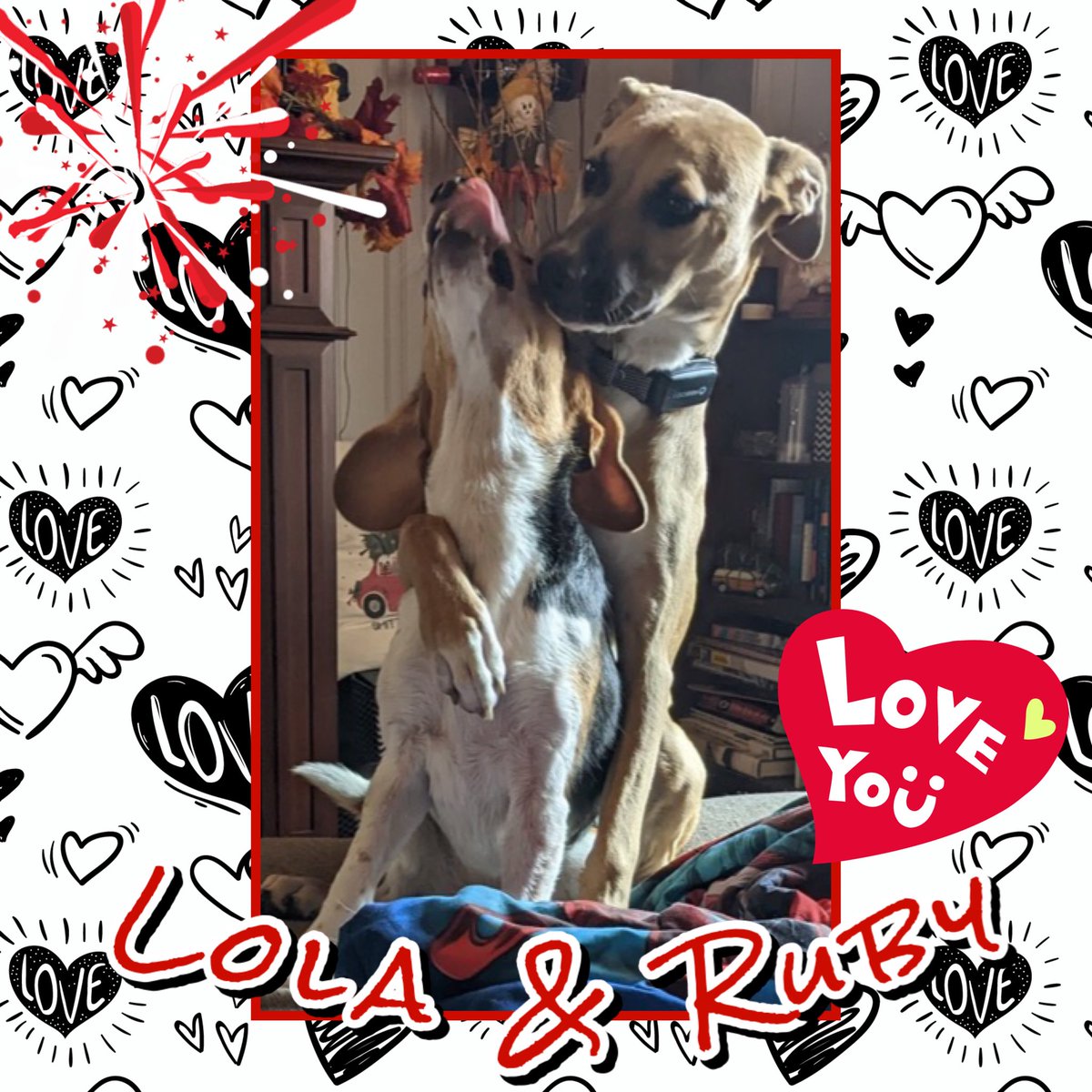 Lola and Ruby🇨🇦 tweet media