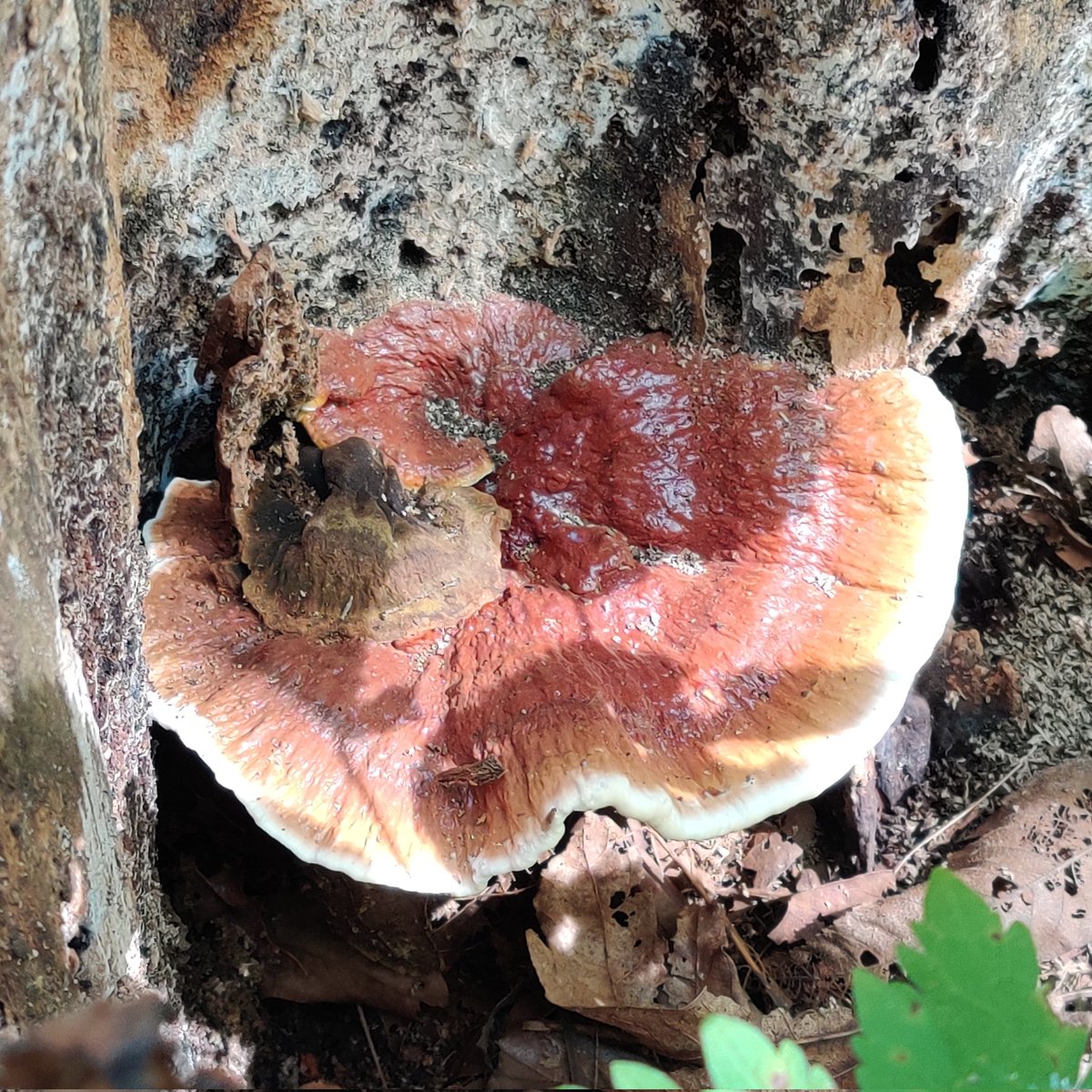 almondalgae's tweet photo. @alsowords saw some beautiful reishi earlier! @EmiSavi has some cute pics of me standing next to it :) https://t.co/1ErvRmve4y