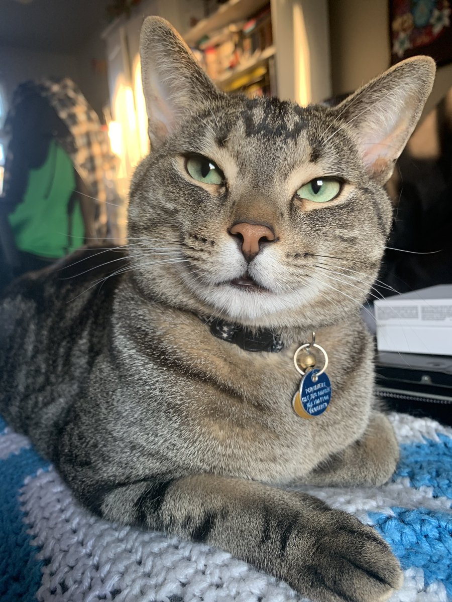 CatLadyCreates's tweet image. Tabby cats have an M on their forehead that stands for MUAH! And indicates where to kiss their little noggin