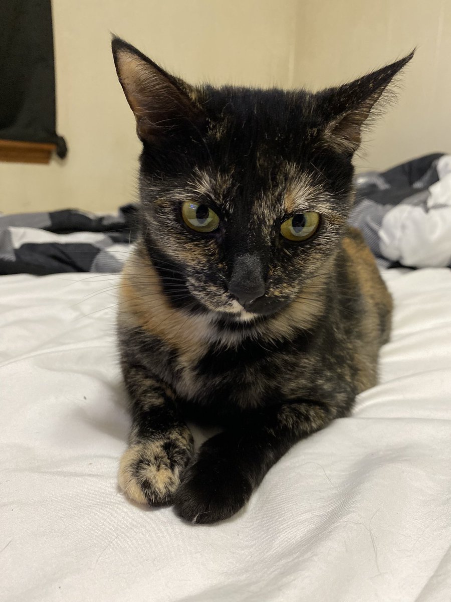 Blanca and Drusilla tweet media