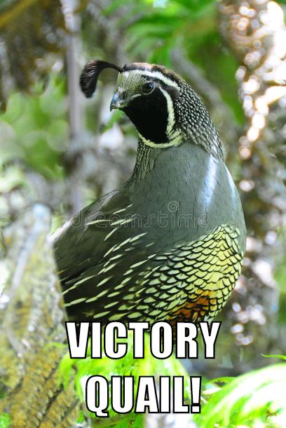 VictoryQuail's tweet photo. Let slip the quails of victory! In #SACvOC, the rain-bolstered #VictoryQuail flew from a blessing of #RepublicFC goals. https://t.co/R3qVJfIDSg
