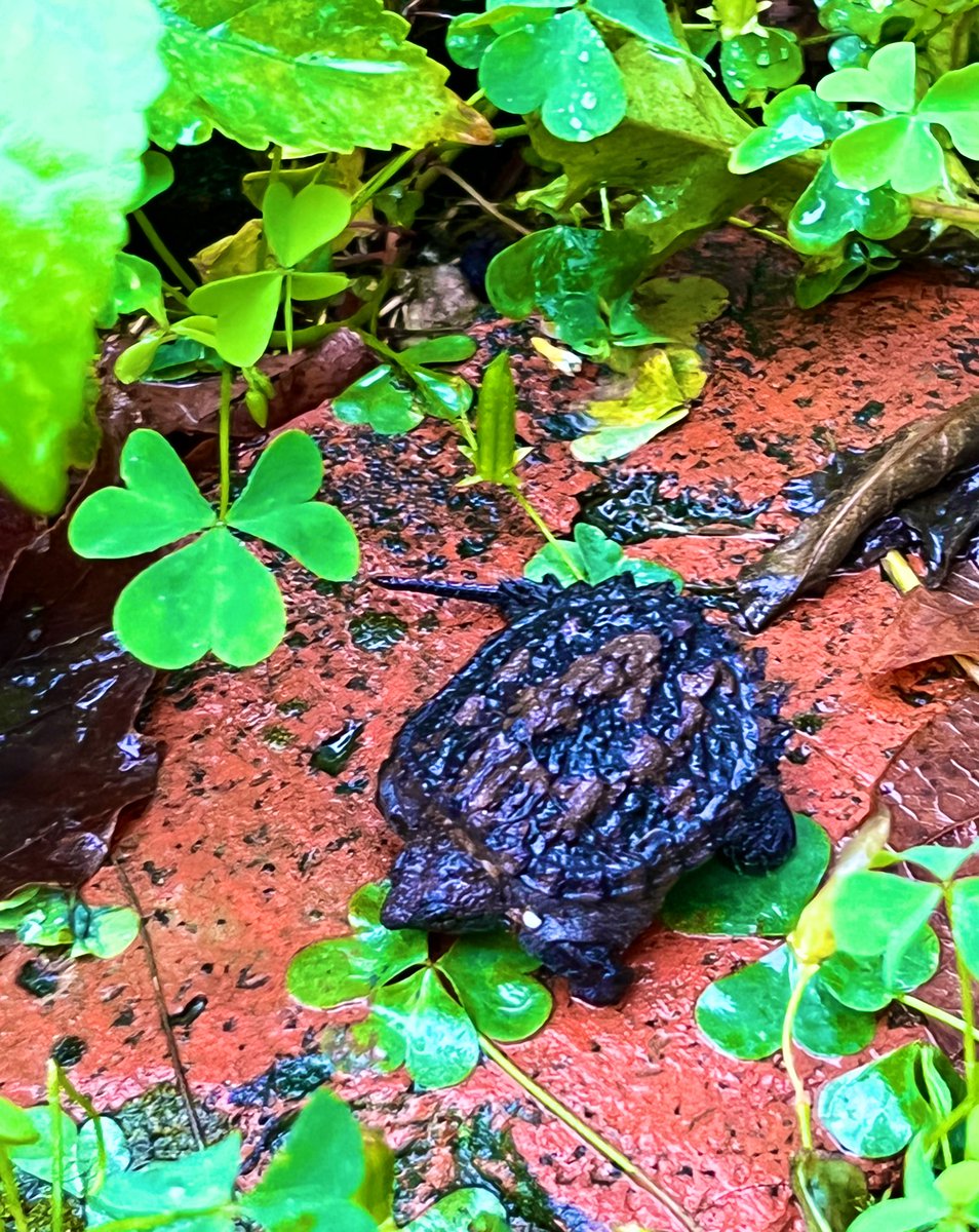 sokolowski's tweet photo. Sunday: Day of repotting, propagation &amp; furniture moving. Also, behold, smöl snapping Dino Bby 🍀🐢🌱 https://t.co/WFOb3ciwR1