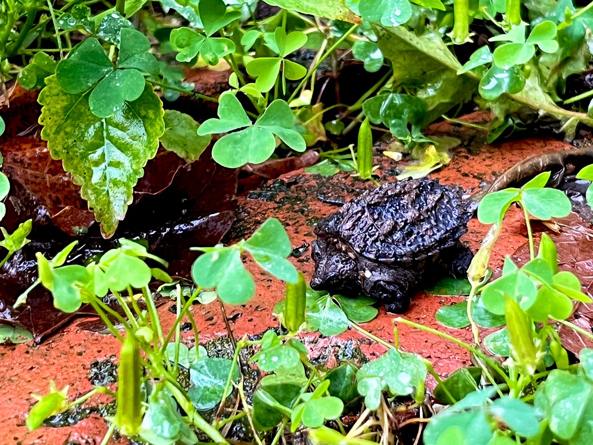 sokolowski's tweet photo. Sunday: Day of repotting, propagation &amp; furniture moving. Also, behold, smöl snapping Dino Bby 🍀🐢🌱 https://t.co/WFOb3ciwR1