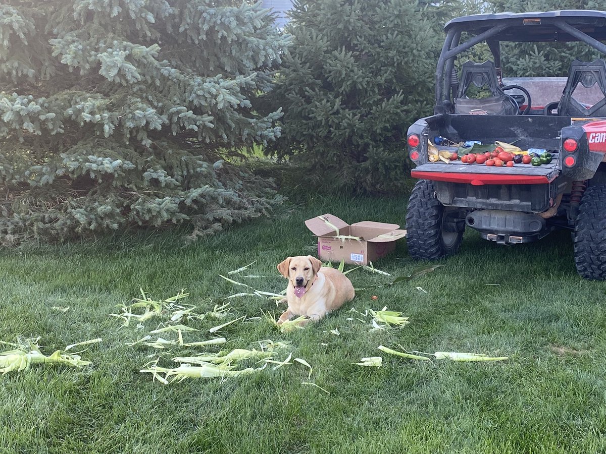 CraigCramer10's tweet photo. Had a helper peel some sweet corn.  Thanks to @ChuckHanley for planting it in July!!
#CORNGOG @maxarmstrong @kecasson @cramer_tyson @peyton_cramer https://t.co/9HiLs368A8