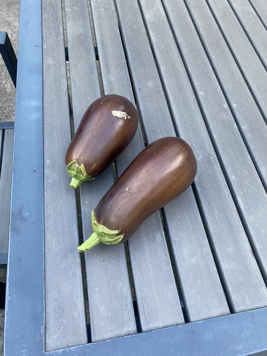 GaryMinnaert's tweet photo. I did not plant eggplant in the garden this year, but here we are https://t.co/lIG277yAji