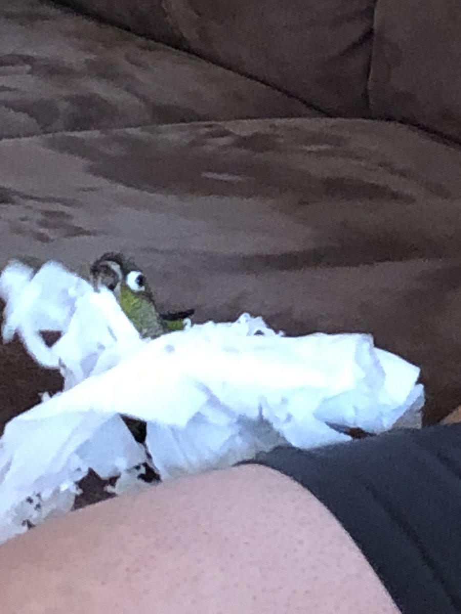 Picasso~GCC tweet media