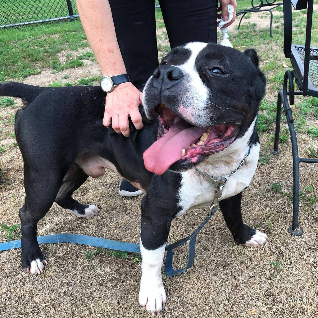 fotnhas's tweet photo. Adoptable Hugo is waiting for his perfect #fureverfamily. Five years old, walks well on leash, and loves getting all the pets and neck scratches. #Hugo seems to get along with other dogs but needs a home without cats. #adoptme #hugothedog #newhavenanimal… https://t.co/zP9J8H8kuE https://t.co/7mxMisCJGY