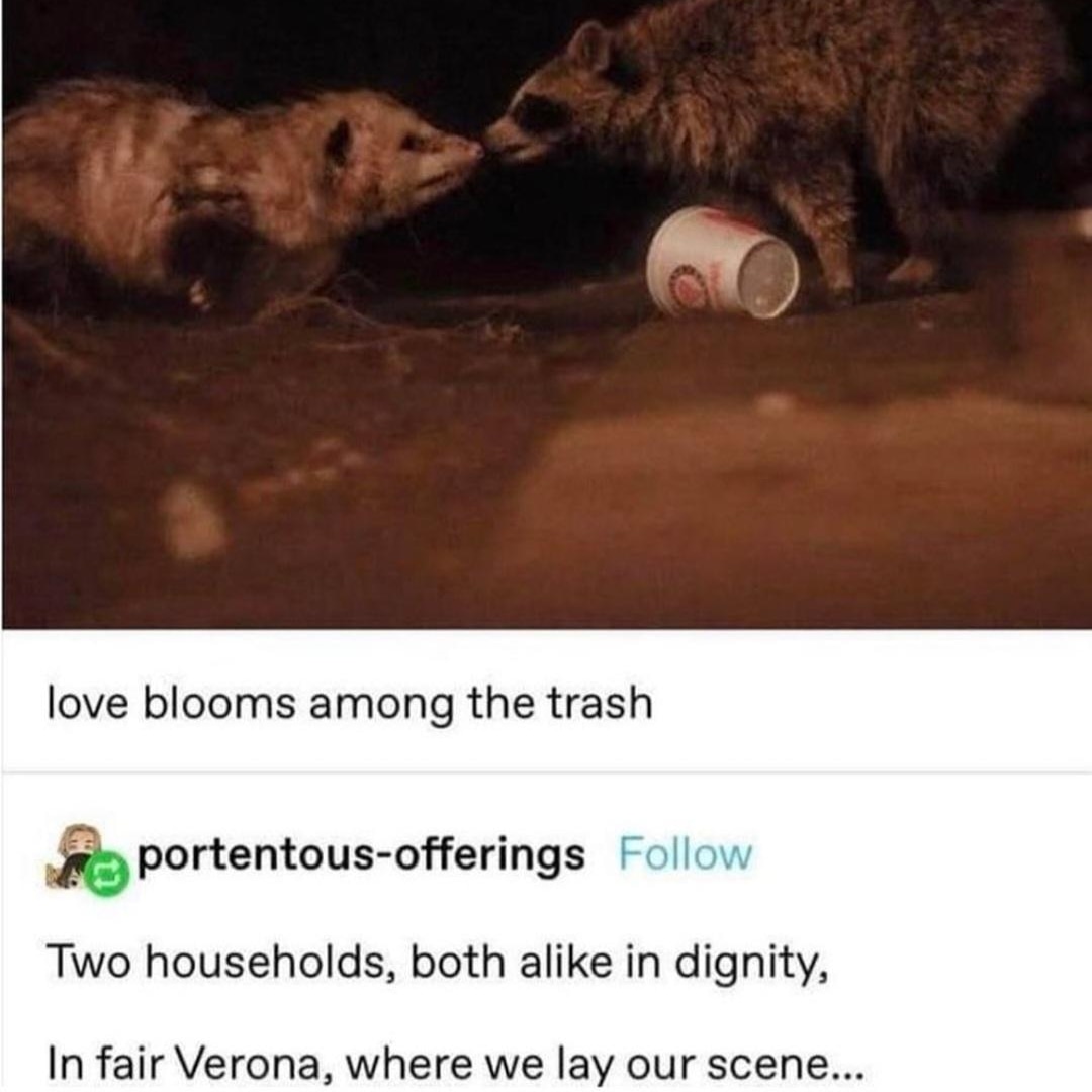 Raccoons and Possums have become the unofficial mascot of my theatre department lately and one of my babies just sent this in our group chat: