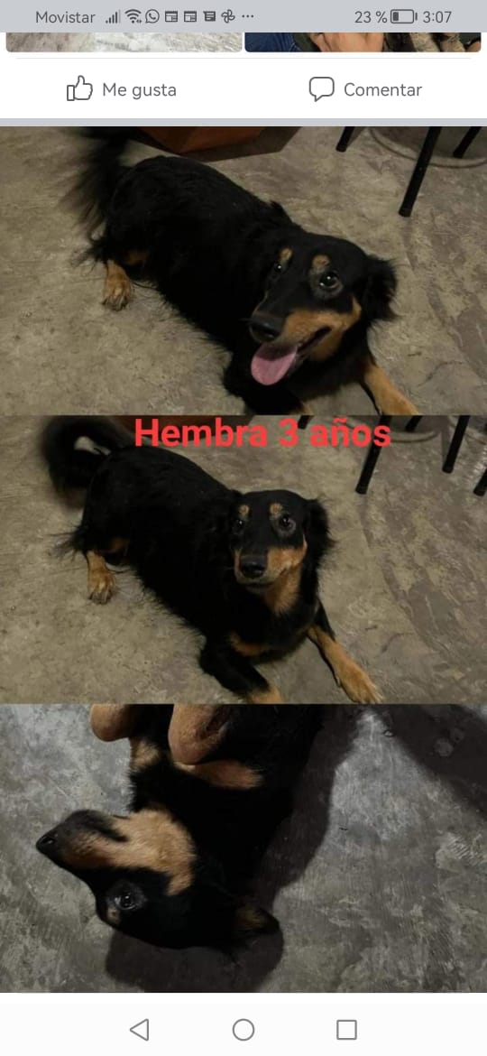 angelakge's tweet photo. Estos perritos y gatitos buscan hogar 🥺🥺🥺
Su humana quien los quería mucho ya no está en este mundo 💔 y ahora buscan adopción... Están en Bucaramanga 
Info al cel 315 6898938 preguntar por Tatiana https://t.co/Z8gXINyTV9