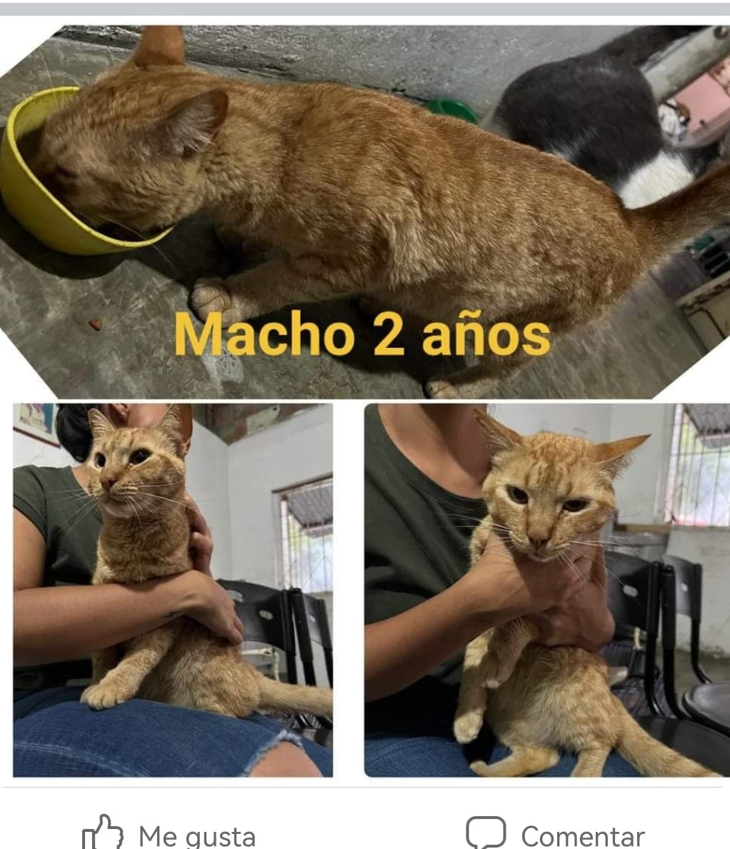 angelakge's tweet photo. Estos perritos y gatitos buscan hogar 🥺🥺🥺
Su humana quien los quería mucho ya no está en este mundo 💔 y ahora buscan adopción... Están en Bucaramanga 
Info al cel 315 6898938 preguntar por Tatiana https://t.co/Z8gXINyTV9