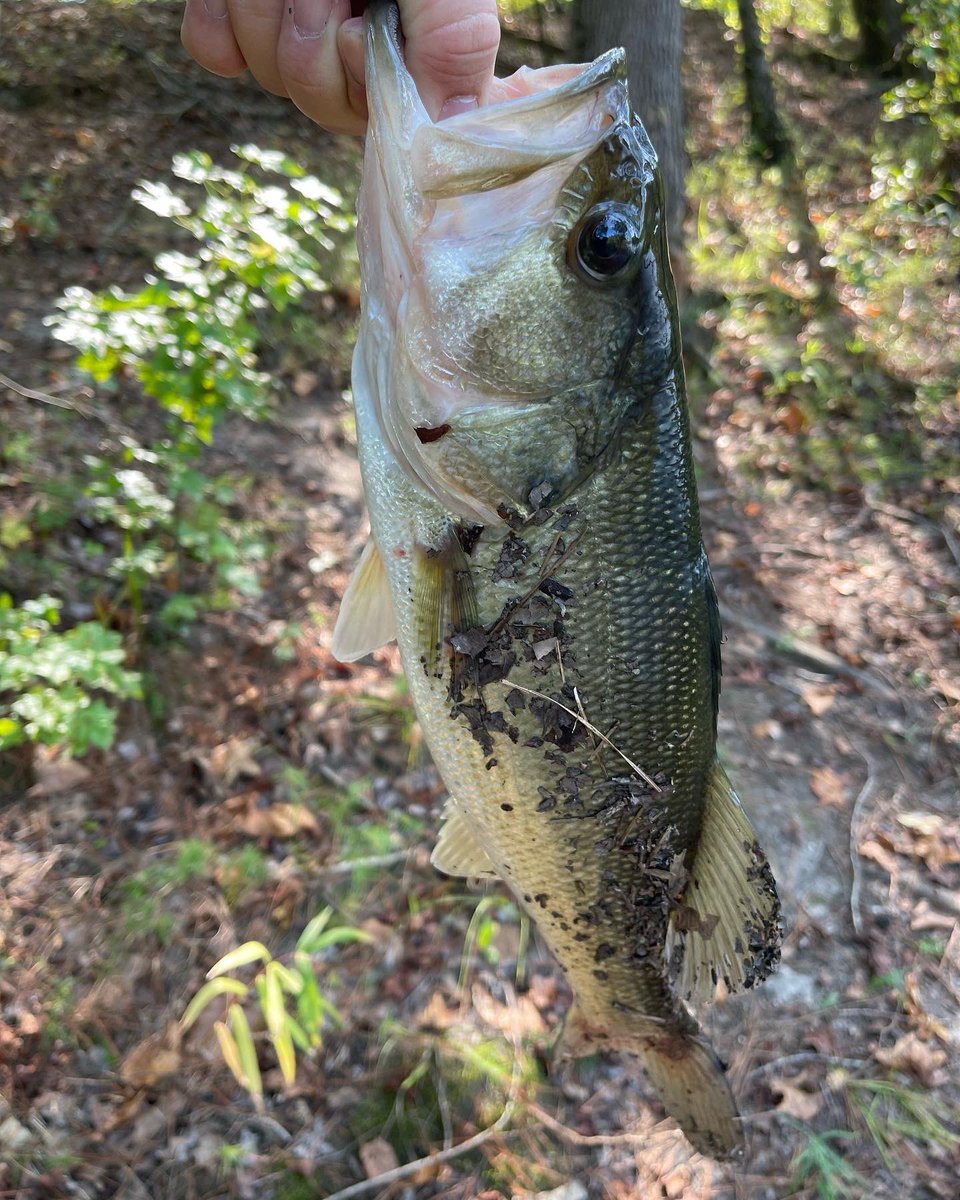 FAAN_910's tweet photo. Took my son to ECU yesterday for a clinic. Decided to find somewhere to fish so found this place called Wildwood park in Greenville. Hurt the leg not paying attention to the decline l, but that bass makes it worthwhile. https://t.co/GwD3RmlMnB