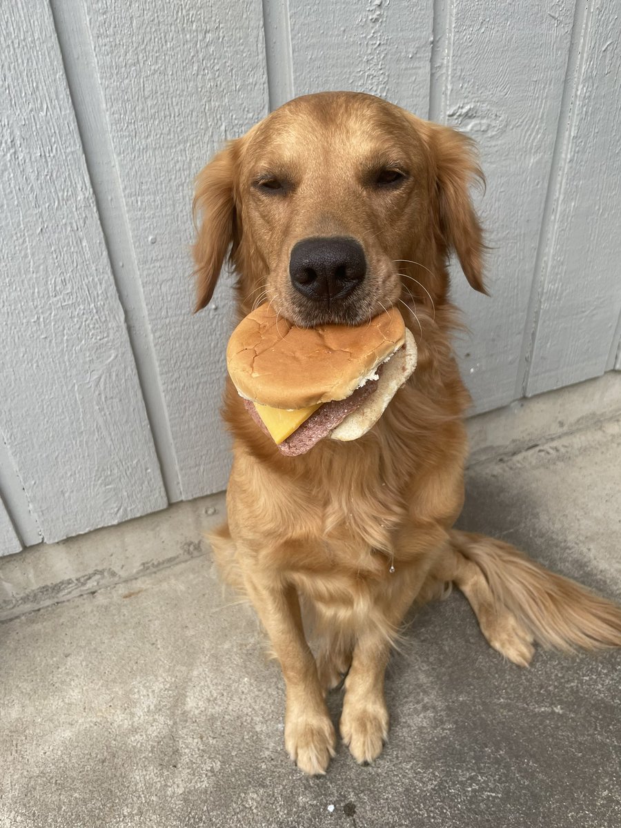 I got to celebrate National Cheeseburger Day by eating one. I devoured the burger as soon as the photo was over. It was scrumptious. 🤗🥺😋Day 18 🍔 #NationalCheeseburgerDay #GoldenRetriever #Yummy #PhotoChallenge2022September